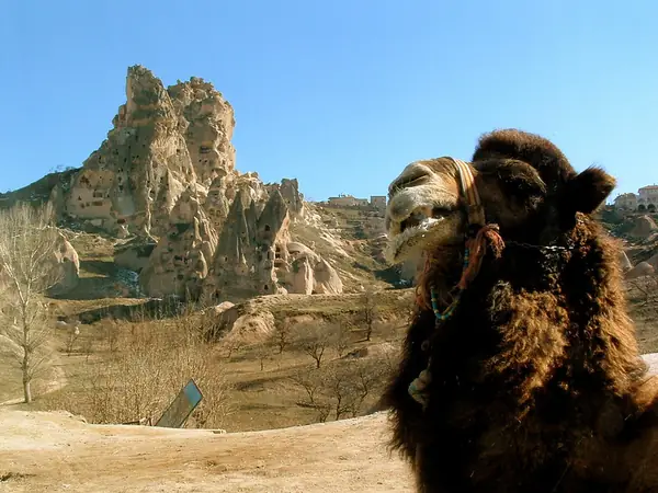 Cappadocia Camel Ride