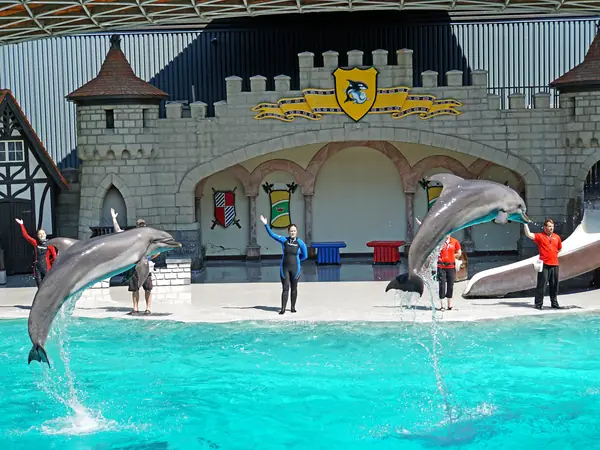 Dolphin & Sea Lion Show